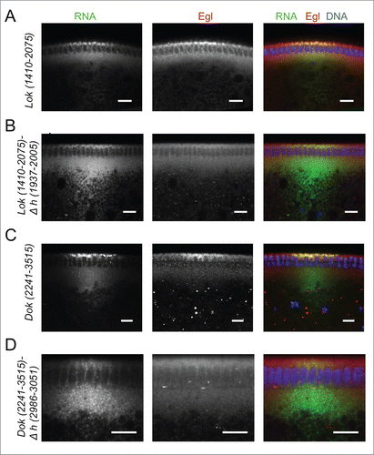 Figure 7. Recruitment of Egl to apically localizing Dok and lok 3′ UTRs. (A-D) Immunostaining revealed the distribution of Egl (red) following basal injection of lok (green) (A, B) and Dok RNA fragments (C, D) into wild-type embryos. Egl is co-recruited to apically localized Dok and lok 3′ UTR sequences (A, C), but not if the localizing hairpin sequence was deleted from the construct (B, D). Scale bars are 10 µm.