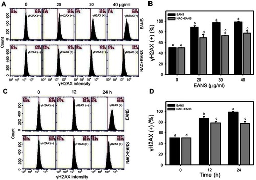 Figure 8 Effect of ethyl acetate extract of N. ventricosa x sibuyanensis (EANS) on γH2AX-based DNA damage of oral cancer cells. (A) γH2AX graphs of different concentrations of EANS treatments in oral cancer cells. Ca9-22 cells were pretreated with or without N-acetylcysteine (NAC) (2 mM, 1 hr) and posttreated with EANS (0 (untreated control), 20, 30, and 40 μg/mL, 24 hrs), ie, NAC+EANS vs EANS. γH2AX-positive population is marked as γH2AX (+). (B) Statistics of γH2AX change in Figure 8A. Different treatments were compared with each other. Treatments without the same labels (a–e) indicate the significant difference. p<0.05~0.0001. (C) γH2AX graphs of time course of EANS treatments in oral cancer cells. Ca9-22 cells were pretreated with or without NAC and posttreated with EANS (40 μg/mL, 0, 12, and 24 hrs). (D) Statistics of γH2AX change in Figure 8C. Treatments without the same labels (a–d) indicate the significant difference. p<0.05~0.0001 . Data, mean ± SD (n=3).
