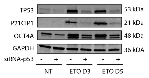 Figure 3. Immunoblot analysis of TP53, OCT4A and P21CIP1 in PA-1 cells after ETO treatment. PA-1 cells were treated with non-target (ntg) siRNA (-) or siRNA-Tp53 (+) for 24 h before treatment with 8 µM ETO, washing after 20 h and cell lysates made and assessed by immunoblotting for Tp53, P21CIP1, OCT4A or GAPDH as a loading control at the indicated time points (day 3 and day 5). Tp53 was upregulated in response to ETO treatment and suppressed by siRNA-TP53. P21CIP1 and OCT4A were also upregulated by ETO treatment, and the upregulation was restricted by treatment with siRNA-TP53. Data are representative of three independent experiments.