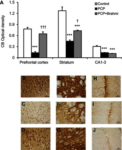 Figure 1 (A) CB optical density in the prefrontal cortex, striatum, and CA1–3 of control, PCP, and PCP+Brahmi groups (n=9/group). Data are mean±SEM. ***P<0.001 vs control, †P<0.05, †††P<0.001 vs PCP. (B) Photomicrographs showing CB immunoreactivity in one area of interest (500 μmx500 μm) in the prefrontal cortex of control, (C) PCP administration, and (D) PCP+Brahmi groups, (E) in striatum of control, (F) PCP administration, and (G) PCP+Brahmi groups, (H) in CA1–3 of control, (I) PCP administration, and (J) PCP+Brahmi groups. (40× magnification, scale bar: 50 μm.) CB immunoreactivity of each rat was measured in five areas of interest, and the distance between each area of interest was 500 μm.