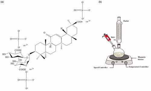 Figure 1. Proposed chemical structure of Glycyrrhizinc acid (liquorice) root juice with HAp (a), experimental set up acquired the extraction of Glycyrrhiza glarba root juice (b).