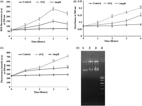 Figure 4. Determination of ROS, superoxides, lipid peroxidation level and genomic instability of promastigotes. Measurement of ROS production after treatment of AG83 promastigotes with IC50 dose of SVE (A). Determination of SVE (IC50 dose) treated superoxide generation after treatment of AG83 promastigotes (B). The level of fluorescent products of lipid peroxidation was measured after treatment of AG83 promastigotes with IC50 dose of SVE (C). Each value is the average of triplicate assay where presented data are mean ± SD. Statistical analysis was done using one way ANOVA, *p value <0.01 and **p value <0.001 (n = 3). Fragmentation of genomic DNA in the presence of IC50 dose of SVE compared to untreated control. Genomic DNA was isolated from AG83 promastigotes after 2 h treatment of SVE (lane 2), IC50 dose of standard drug AmpB (lane 3) compared with untreated control (lane 1) and DNA ladder (lane 4) (D).
