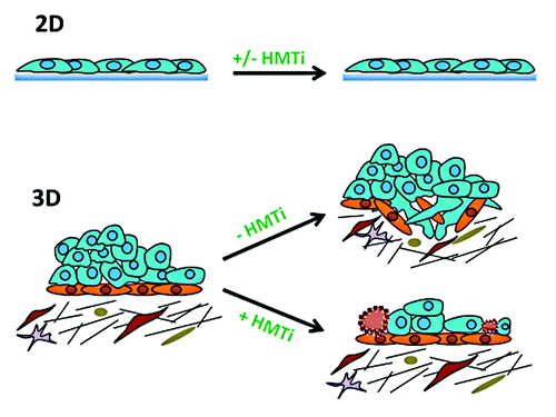 Figure 1. Comparing the sensitivity of epithelial ovarian cancer cells to the histone methyltransferase inhibitor (HMTI) GSK343 in 2D (i.e., plastic, upper) and 3D (i.e., matrigel extracellular matrix, lower). No effect of GSK343 on ovarian cancer cell migration, invasion, or apoptosis was observed using 2D culture conditions, despite the fact that the drug significantly reduced H3K27me3 levels. In 3D culture, however, GSK343 significantly inhibited ovarian cancer cell invasion and reduced cell survival, which was correlated with apoptosis induction (indicated by brown cells). The third dimension showcased the association of altered pathways (possibly by dysregulation of cellular proteins involved in ECM communication) with decreased in EZH2 activity.