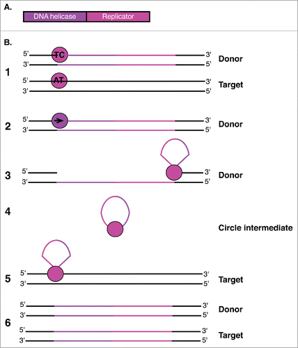 Figure 4. Helitron enzymes and transposition mechanism. (A) Helitron transposons encode a protein with both DNA helicase and Replicator functions. (B) The Helitron is represented with purple and pink lines.Citation1 The Replicator domain (pink circle) first binds to both donor (TC) and target (AT) creating nicks in both.Citation2 The DNA helicase domain (purple circle) then displaces the donor strand.Citation3 The Replicator domain cleaves the 3′ end of the element, promoting formation of a circular single-stranded DNA intermediate.Citation4 Rep cleaves the circular single-stranded intermediate and promotes covalent bond formation between the 5′ and 3′ ends of the donor strand and target site.Citation5 Host DNA replication generates a second DNA strand at both the donor and target sites.Citation6 While the Replicator nicks the other end of the donor and facilitates attachment to the target site. The second strand of the element is generated at both the donor and target sites upon host DNA replication.