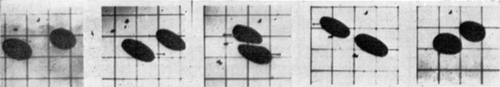 Figure 17. Deformability of nylon membrane artificial cells. Two artificial cells about 1 mm in diameter, suspended in silicone oil and placed in Couette flow apparatus. Left to right, zero flow; onset of Couette flow; collision; separation after collision; cessation of flow. (From Chang, 1965.)