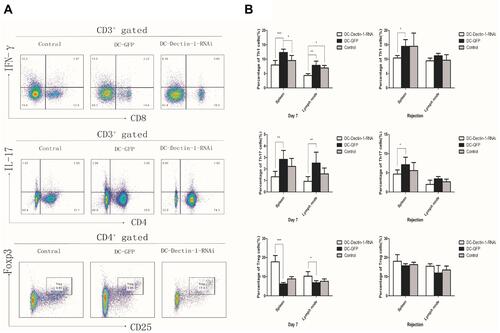 Figure 4 DC-Dectin-1-RNAi reduced the population of Th1 and Th17 cells, increased the frequency of Treg cells (A and B). The percentage of Th1, Th17, and Treg in draining lymph nodes and spleens were analyzed after transplantation (A only shows day 7 in spleens). Data represent the mean ± SD. *P < 0.05, **P < 0.01, ***P < 0.0001, n = 5 animals/group.