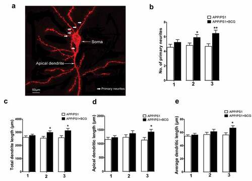 Figure 2. Regulatory effects of Bacillus Calmette – Guerin (BCG) treatment on dendritic morphology in the hippocampal CA1 area of APP/PS1 mice. (a) Representative image of a typical pyramidal cell used for analysis. The different compartments of the dendritic tree are indicated. (b) Histogram showing a comparison of the number of primary neurites in the hippocampal pyramidal cells, which increased following BCG treatment two and three times, relative to the number corresponding to the APP/PS1 mice; 1, 2, and 3 represents APP/PS1 mice injected with BCG once, twice, and three times, respectively. (c–e) APP/PS1 + 3BCG mice showing significant increases in total dendritic length, apical dendritic length, and average dendritic length, respectively, compared with APP/PS1 mice. APP/PS1 + 2BCG showed an increased apical dendritic length at two weeks following treatment. Data were analyzed by performing Student’s t-test, and the results obtained are presented as the mean ± SEM. n = 9 neurons (three neurons each from the three mice). *p <.05 and **p <.01 vs. vehicle control.