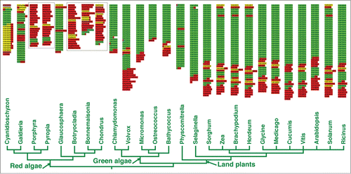 Figure 1. The CTD in green plants and red algae. The tree reflecting the relationships among green algae/plants and red algae was constructed based on the Tree of Life Web Project. Annotated CTDs for each genus are shown above the taxa included in the tree (CTD N-termini are at the top of each sequence). Sequences from multicellular red algae are shown in boxes; they have highly modified CTDs with no discernable repetitive structures that are present in unicellular (ancestral) forms. Green indicates regions with at least 2 continuous canonical (YSPxSPx) heptapeptides; yellow indicates the presence of isolated heptads, not in tandem with another canonical repeat; purple indicates the presence of the non-canonical motif “FSPTSPS;" red regions are without any canonical heptapeptides whatsoever. For more detail on these annotations, see our previous publication.Citation13