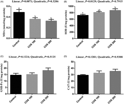Figure 4. Effects of chitosan oligosaccharides (COS) on anti-oxidant status in liver of yellow-feather broilers under high ambient temperature. Control group, basal diet; COS100 group, basal diet with 100 mg/kg COS; COS200 group, basal diet with 200 mg/kg COS. MDA: malondialdehyde; SOD: superoxide dismutase; GSH-Px: glutathione peroxidase; CAT: catalase. Values are mean ± standard error of mean. The values have different superscript letters are different (p < .05).