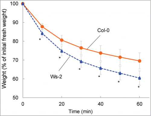 Figure 1. Comparison of drought tolerance in Col-0 and Ws-2. Data are expressed as the relative decrease in fresh weight (the value at 0 min was set to 100%). Values are means ± SD (n=11 for Col-0; n=10 for Ws-2). Asterisks indicate significant differences from Col-0 (P < 0.01).