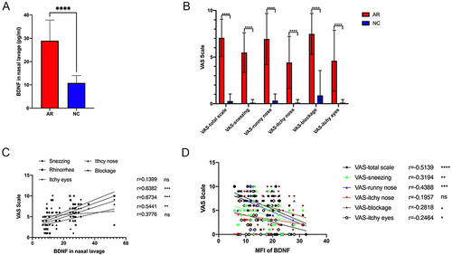 Figure 2 The NAL BDNF concentration was positively correlated with VAS scale but the MFI of BDNF was negatively correlated with VAS scale. (A) BDNF in nasal lavage in AR patients (n=12) and healthy control (n=12). (B) VAS of nasal and ocular symptoms (normal control n = 24, allergic rhinitis n = 45). (C) The correlation analysis of the NAL BDNF concentration and VAS scale. (D) The negative correlation of the MFI of BDNF and the nasal symptom score except for an itchy nose. The bar graph showed the average scale of every symptom and the Student’s t-test was performed to determine the statistical significance between the two groups. The correlation was analyzed with compute Pearson correlation coefficients. Data were presented as mean ± SD., *Means p<0.05, **Means p<0.01, ***Means p<0.001, ****Means p< 0.001.