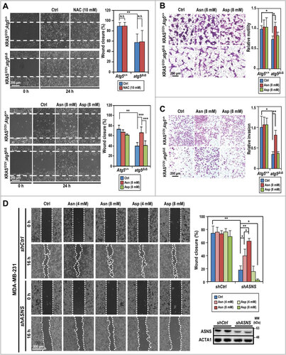 Figure 6. Compromised autophagy decreases tumor cell invasion. (A) Asparagine promotes KRASGCitation12V;atg5∆/∆ cell motility as shown by in vitro scratch assays. Live cell images were taken right after the “scratches” were created (0 h) and at 24 h post-treatment (or not) of NAC (10 mM, upper left panels), and asparagine/aspartate (8 mM, lower left panels). Quantification of percent wound closure (right panels) was conducted by measuring the decrease in the denuded area at 24 h (n = 3). (B) Asparagine promotes KRASGCitation12V;atg5∆/∆ cell migration as shown by transwell migration assays. Standard transwell migration assays with a full media supplemented with Asn (8 mM), Asp (8 mM) or without (Ctrl) were perfomed. Following 24 h incubation, the cells on the other side of the membrane were fixed with ice cold methanol and stained with crystal violet. Representative images (left panel) and quantification (right panel) are shown (n = 3). (C) Autophagy is required for SDC cell invasion. In the invasion assay, KRASGCitation12V;Atg5+/+ and KRASGCitation12V;atg5∆/∆ tumor cells were grown as in (B) and quantified for Matrigel invasion using collagen I as a chemoattractant. Representative images (left panel) and quantification (right panel) are shown (n = 3). (D) Knockdown of ASNS reduces MDA-MB-231 cell motility while supplementation of asparagine reverses the ASNS-KD effect. MDA-MB-231 cells (shCtrl or shASNS) were incubated in full media or full media supplemented with the indicated concentrations of asparagine or aspartate after the wounds were created. Representative images taken at 0 and 16 h post-wounding are shown (left panel). Quantification of wound closure (%) is shown (upper right panel). Western analysis confirmed knockdown of ASNS by shASNS (lower right panel). ACTA1 serves as a loading control. *: p < 0.05; **: p < 0.01; ***: p < 0.001, N.S.: not significant (Student t test, 2-tailed, unpaired)