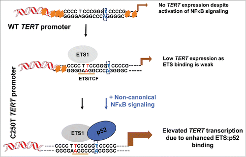 Figure 1. A model for reactivation of C250T mutant TERT promoter in cancers. Wild type TERT promoter is heavily methylated (as indicated by orange stars). The transcription start sites are denoted by a arrow. Upon mutaion at C250T position, binding site for ETS factors is created. If the cells also activate p52 via NFκB signaling, ETS and p52 stabilize each others binding on this location and cause productive transcription by gradual opening of the promoter and loss of repressive marks. The C228T mutation also creates a ETS binding site but does not have an adjacent p52 half site, as depicted by the blue residues boxed by doted lines.Citation3 Hence this ETS:p52 synergy is not seen in the context of C228T mutant TERT promoters.