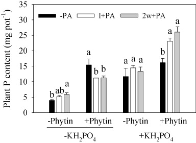 Figure 1. Plant P content of maize (Z. mays L.) under three bacterial inoculation treatments with (+) and without (−) phytin or KH2PO4 addition. –PA, no inoculation with PA; I+PA, inoculation with PA at seedling initiation; 2w+PA, inoculation with PA two weeks after seedling emergence. Different lowercase letters indicate a significant difference (Tukey's HSD, P < 0.05) in P content among the three inoculation forms. Bars represent means + SEs (n = 4).