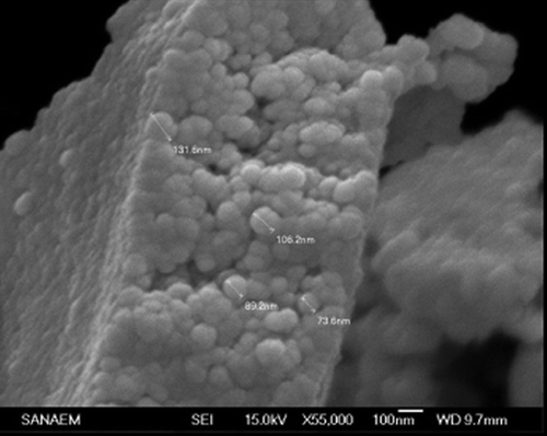 Figure 2. SEM image of mPHEMA-CB nanospheres.