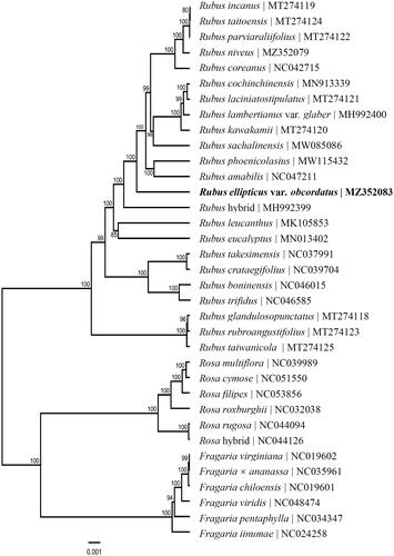 Figure 1. Phylogenetic relationships of 35 species from the Fragaria, Rosa and Rubus genera of the family Rosaceae based on the complete chloroplast genome sequences. Bootstrap percentages are indicated for each branch.