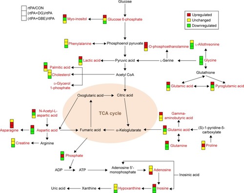 Figure 7 Simplified schematic diagram of the metabolic changes induced by administration of rtPA, DG, and GBE. Red boxes indicate upregulation in the comparison, yellow boxes indicate no change, and green boxes indicate downregulation.