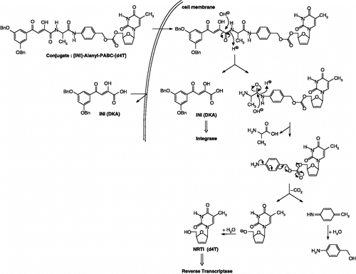 Figure 3 Design and proposed mechanism of conversion of double-drugs to d4T and IN inhibitor: Hydrolysis of the peptide linkage between the DKA and the amino acid residue (L-alanine).