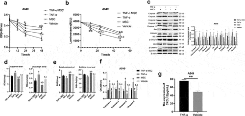 Figure 2. MSCs inhibited TNF-α-induced apoptosis. (a) CCK-8 to detect cell proliferation; (b) Celltiter-Lumi to detect cell viability; (c) Western blot detection of protein expression; (d) Cell oxidation level detection; (e) Cell oxidative stress level detection; (f) Caspase activity detection; (g) ELISA detection of CXCL12 in A549 cell culture medium. Note: [a] Compared with TNF-α/MSCs group, P < 0.05; [b] Compared with TNF-α group, P < 0.05; [c] Compared with MSCs group, P < 0.05; [d] Compared with Vehicle group, P < 0.05.