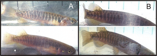 Figure 3 Stability of body pattern in stream-caught banded kōkopu. A, After 412 days; initially 100 mm then 130 mm TL. B, After 210 days; initially 120 mm then 170 mm TL.