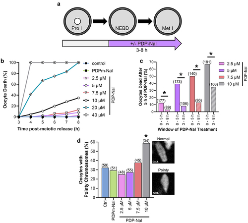 Figure 6. PP1 activation from prometaphase to metaphase of meiosis I decreases oocyte survival and alters chromosome morphology. (a) Schematic representation of the experimental design. Prophase I oocytes were released from meiotic arrest and cultured for 3 h before treatment with increasing concentrations of PDP-Nal (2.5–40 µM), PDPm-Nal (10 µM) or standard culture medium (Ctrl; 0 µM PDP-Nal). (b) Graphical representation of the percentage of oocyte death over time. n = 29–106 oocytes over 2–5 replicates. (c) Graphical representation of percentage of oocytes dead with 5 h of PDP-Nal treatment at G/2 M (0–5 h; solid color) or during meiosis I (3–8 h; hashed color). * denotes a significant difference between 0–5 h and 3–8 h PDP-Nal treated oocytes (Fisher’s exact test) (d) Graphical representation of the percentage of oocytes with at least one pointy chromosome, with sample images of DAPI staining showing chromosome morphology. n = 34–59 oocytes over five replicates. * denotes a significant difference from PDPm-Nal control oocytes (Fisher’s exact test). Scatter dot plots show each individual oocyte fluorescence intensity plus mean and SEM.