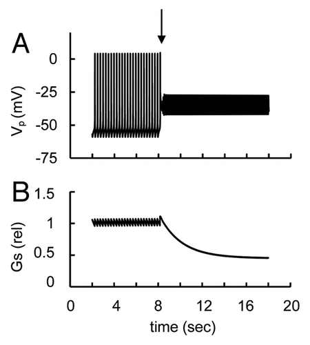 Figure 6. Simulation of block of rapid delayed rectified voltage-gated K+ (KDr) channels. (A) PM voltage (VP) and (B) glucagon secretion rate transient in response to a decrease of KDr channel conductance at low glucose level (ATP/ADP = 2). For simulation of block of KDr channel the maximal conductance (gmKr, Eqn. A4) was decreased from 18 nS (basal level) to 0 nS at arrow leading to PM depolarization, AP firing suppression and a decrease in relative glucagon secretion. Low glucose induced AP firing was simulated initially as in Figure 3.
