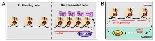 Figure 5. Non-coding RNA silences transposable elements in somatic and germ cells. (A) Somatic cells suppress transposon activity by DNA methylation and acquire H4K20 trimethylation (H3K20me3) upon growth arrest. Heterochromatin formation in quiescent cells involves upregulation of transposon-derived lncRNAs that guide Suv4–20h2 to the locus and induce H4K20me3. (B) Retrotransposons are repressed by piRNA-induced DNA methylation in murine fetal germ cells. Binding of the Piwi protein MIWI2 to mature piRNAs that originate from retrotransposon transcripts (piRNA precursors) facilitates nuclear localization and MIWI2/piRNA-dependent gene silencing.