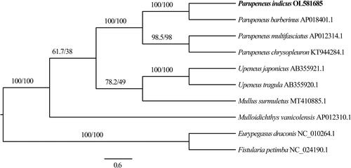 Figure 1. A phylogenetic tree of Parupeneus indicus and seven related species in the family Mullidae based on maximum likelihood analysis of the concatenated nucleotide sequences of 13 protein-coding genes. The numbers denoted at nodes are SH-like aLRT/bootstrap values.