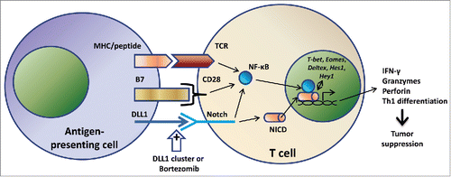 Figure 1. Proposed scheme for co-stimulatory signals generated from Notch receptor stimulation on T cells. T cell stimulatory signals can be provided by Notch ligand DLL1 on juxtaposing antigen-presenting cells or by pharmacological DLL1 multivalent cluster in the presence or absence of drugs such as bortezomib. The Notch signal compliments the standard two-signal scheme of T lymphocyte activation, the first from the TCR engagement by its cognate peptide-MHC complex along with the second costimulatory signal from B7/CD28 interaction. Signaling pathways induced by Notch stimulation include canonical and non-canonical cascades resulting in NICD–NF-κB cross-regulation. The resulting activation can impel T cell effector functions necessary for tumor suppression.