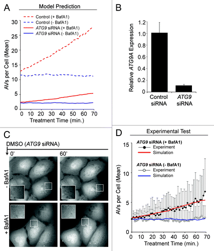 Figure 8. Experimental data supported the predicted effects of ATG9 depletion. (A) Model-predicted effects of 80% ATG9 depletion (solid curves) under DMSO conditions +BafA1 (red curve) or −BafA1 (blue curve). Basal autophagy control simulations (averaged results from 100 single stochastic simulations) are shown as broken curves, +BafA1 (red curve) or −BafA1 (blue curve), for comparison. (B and C) Approximately 40 h prior to imaging and quantification, U2OS-EGFP-LC3 cells were transfected with siRNAs targeting ATG9. (B) Relative ATG9A expression (mRNA) was measured by qRT-PCR (relative to GAPDH; normalized to control siRNA). Bars represent standard deviations. (C) Following a 21 min preincubation period with media containing (bottom panels) or lacking (top panels) BafA1, cells were imaged 46 times at 1.5 min intervals in full-nutrient media in the presence or absence of BafA1. Images of several cells at each 0 min and 60 min are shown. Insets are 2× magnifications of boxed regions. (D) Total EGFP-LC3 vesicles accumulating during ATG9 knockdown +BafA1 (black circles) or −BafA1 (gray circles) are plotted across time. Values represent the mean vesicles accumulating (normalized to 0 at time 0 min) from all cells measured across 3 independent experiments (−BafA1: n = 36 cells per time point; +BafA1: n = 34 cells per time point). Bars represent standard deviations. The red and blue curves represent the mechanistic model simulations from (A) for ATG9 knockdown with and without BafA1, respectively. To allow comparison of the simulated and experimental curves despite minor variations in initial vesicle counts observed experimentally, we adjusted experimental values using the following offsets (values were added to the experimental counts): 0.75 (ATG9 siRNA – BafA1), 1.25 (ATG9 siRNA +BafA1).