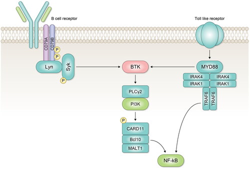 Figure 1. Overview of the BTK signaling pathway.BTK: Bruton’s tyrosine kinase.