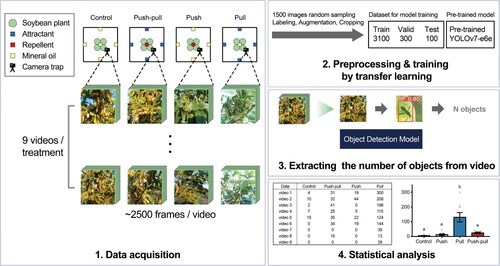 Figure 3. The overview of camera trapping and deep learning-based analysis. The process of stationary camera trapping and deep learning-based analysis consists of four steps: (1) video data acquisition from each plot of treatment for each day; (2) video data preprocessing and training YOLOv7, an object detection model, by transfer learning; (3) extracting the number of objects from each video by using object detection model; and (4) statistical analysis of number of objects among each treatment.