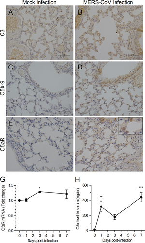 Fig. 1 MERS-CoV infection induces excessive complement activation in hDPP4-transgenic mice.a–f Representative images of lung tissue sections from MERS-CoV-infected or Mock-infected hDPP4-transgenic mice by immunohistochemical staining for C3, C5b-9, and C5aR (n = 5 per group). g Transcriptional expression of C5aR in lung tissues at different time points after MERS-CoV infection (n = 3–5 per group). h Concentration of C5a in sera at different time points after virus infection was measured by a quantitative enzyme-linked immunosorbent assay (ELISA). Data are expressed as the means ± SEM (n = 5 per group). *P < 0.05, **P < 0.01, and ***P < 0.001 (one-way analysis of variance (ANOVA) with Dunnett’s post-test)