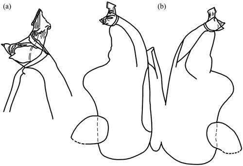 Figure 20. Hybleoniscus gen. nov. petraliai (Caruso & Lombardo, 1977) comb. nov. Male. (a) Detail of the apex of the first pleopod endopodite; (b) exopodites and endopodites of the first pair of pleopods (from Caruso & Lombardo Citation1977a; permission to publish granted by Caruso and Lombardo).