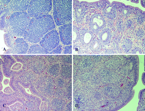 Figure 1. Photomicrographs (20× magnification) of the bursa of Fabricius from SPF poults 7 d.p.i. with (1a) sham inoculum, (1b) NC/SEP-R44/03, (1c) TX/98, and (1d) NC/98.