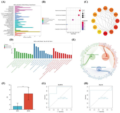 Figure 2. Functional enrichment analysis and pathway of DEGs. (A) KEGG enrichment analysis. (B) KEGG enrichment analysis in the lipid metabolism pathway. (C) PPI network analysis in the AA metabolism pathway. (D) GO enrichment analysis. (E) Bubble plot. (F) RT-PCR detection of ALOX12 mRNA in db/m and db/db mouse models, **p < .01. (G, H) The diagnostic efficacy of ALOX12 for DKD was verified using ROC curves in dataset GSE1009 and dataset GSE7253.