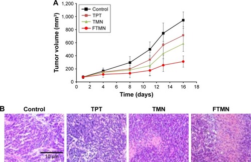 Figure 9 In vivo antitumor efficacy analysis in animal mode. (A) tumor volume and (B) H&E staining.Abbreviations: TPT, topotecan; TMN, TPT-loaded mesoporous silica nanoparticles; FTMN, TPT-loaded mesoporous silica nanoparticles surface conjugated with folic acid.