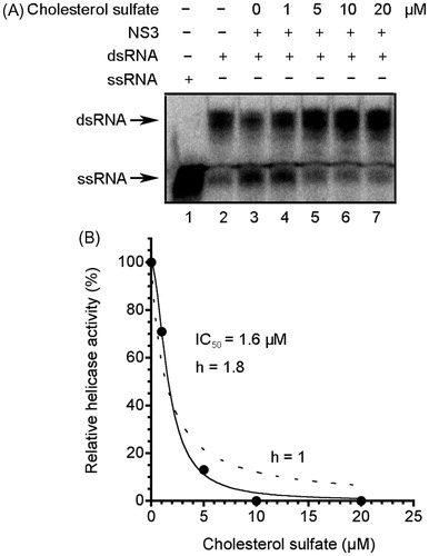 Figure 3. Inhibition of NS3 helicase by CS. (A) Autoradiography of RNA unwinding assay with 32P-labeled RNA. The heat-denatured single-strand RNA (26-mer) and the partial duplex RNA substrate were applied to lanes 1 and 2, respectively. The duplex RNA was reacted with NS3 (300 nM) in the presence of CS (lanes 3–7, 0–20 μM). The resulting samples were subjected to native polyacrylamide gel electrophoresis. (B) Graphical representation of the experiment shown in (A). NS3 helicase activity was calculated as the ratio of signal intensity derived from the ssRNA in the sample with CS to that of the control sample without the inhibitor but with DMSO. The solid and dashed lines indicate the curve fittings in which h = 1.8 and 1, respectively.