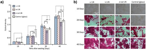 Figure 16. (a) Osteoblast proliferation derived from fluorescence imaging of MC3T3 cell proliferation over 11 days. (b) Representative optical images alizarin red mineralisation [Citation162]. (Reproduced from Ref [162] with permissions of John Wiley and Sons (Copyright 2014)).