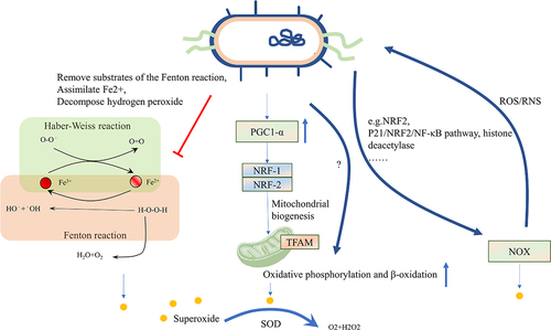 Figure 3. Intestinal microbiota affects oxidative stress. The induction of oxidative stress can be attributed to the iron-dependent Fenton reaction, as well as enzymes belonging to the NOX family and mitochondria. Microbes can remove substrates of the Fenton reaction, assimilate Fe2+, and decompose H2O2 using enzymes synthesized by the bacteria themselves. Microbes can also enhance mitochondrial functions, including oxidative phosphorylation and β-oxidation, under physiological stress or mitochondrial dysfunction by activating the PGC1α signaling pathway. Microbes can increase NOX1 levels and activate the NRF2 pathway, while suppressing histone deacetylase activity to prevent ROS formation. Additionally, SOD in microbes can reduce ROS levels in the host. The level of ROS can also affect the microbes themselves. NOX, nicotinamide adenine dinucleotide phosphate oxidase; H2O2, Hydrogen peroxide; PGC1α, peroxisome proliferator-activated receptor-gamma coactivator-1alpha; NRF2, Nuclear factor erythroid 2-related factor 2; ROS, reactive oxygen stress; SOD, superoxide dismutases.