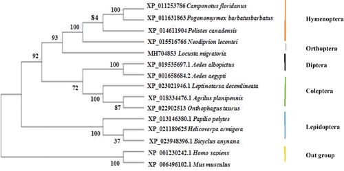 Figure 3. A phylogenetic NJ tree of Lm-Fu with other homologues.