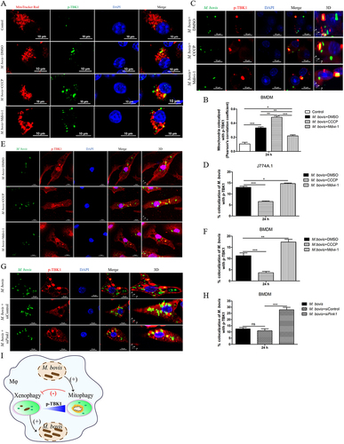 Figure 5. The activation of mitophagy decreases the colocalization of M. bovis with p-TBK1. (A) Confocal microscopy analysis of p-TBK1 (green) colocalization with mitochondria (MitoTracker red) in BMDM treated with DMSO (0.2%), CCCP (10 μM) or Mdivi-1 (20 μM) for 2 h and then infected with M. bovis (MOI = 10) for 24 h. Scale bar: 10 μm. (B) Quantification of Pearson’s colocalization coefficient between p-TBK1 and mitochondria. (C and E) J774A.1 and BMDM were treated with DMSO (0.2%), CCCP (10 μM) or Mdivi-1 (20 μM) for 2 h and then infected with M. bovis (MOI = 10) for 24 h. The colocalization of M. bovis (green) with p-TBK1 (red) was analyzed by confocal microscopy. Scale bar: 10 µm. (D and F) The percentage of the colocalization of M. bovis with p-TBK1. (G) BMDM were transfected with Pink1 siRNA (25 nM) and negative control siRNA (25 nM) for 48 h, then infected with M. bovis (MOI = 10). Confocal microscopy analysis of p-TBK1 (red) colocalization with M. bovis (green) at 24 h post-infection. Scale Bar: 10 µm. (H) Quantification of G. (I) Schematic illustration of the results of Figure 5. Data are representative of three independent experiments and are shown as the mean ± SEM. Unpaired t-test (two-tailed) was used to measure significance. *p < 0.05, **p < 0.01, ***p < 0.001. ns, not significant.