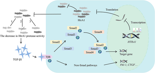 Figure 4 Possible pathogenic mechanism of heterozygous HTRA1 gene variant. The decrease in HtrA1 protease activity has three pathogenic mechanisms (1–3). 1: variant HtrA1 enzyme is unable to form stable trimers, and it has a dominant negative effect to inhibit wild HtrA1 activity; 2: variant HtrA1 enzyme affects the communication between its subunits, and it has a dominant negative effect on inhibiting wild HtrA1 activity; 3: variant HtrA1 enzyme shows a decrease in its own activity, and it has no dominant negative effect on wild HtrA1.