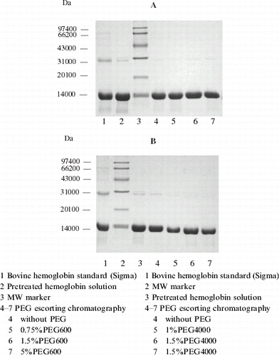 Figure 4. SDS-PAGE Electrophoretogram of hemoglobin with PEG escorting chromatography.