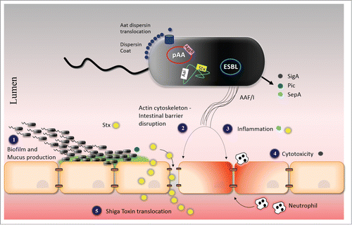 Figure 3. Model of the Pathogenesis of the O104:H4 outbreak strain. See text for explanation. Abbreviations: AAF/I; aggregative adherence fimbriae type I, pAA; virulence plasmid of C227-11, ESBL; extended-spectrum β-lactamase antibiotic resistance plasmid, AggR; AraC/XylS family activator, Aai; Type VI secretion system, Aat; dispersin translocator, Stx; Shiga Toxin, SigA; IgA protease-like homolog, Pic; Serine protease precursor, and SepA; Shigella extracellular protease.