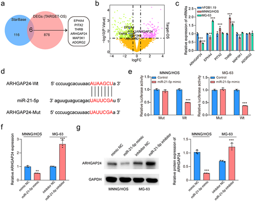 Figure 5. ARHGAP24 is a direct target of miR-21-5p.