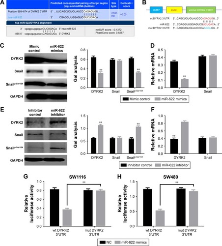 Figure 3 miR-622 targeting regulated DYRK2 in CRC cells. (A) DYRK2 was a target gene of miR-622 predicted by miRanda and targetscan. (B) Diagram of the luciferase reporter plasmids with the wild-type or mutant DYRK2 3′UTR. (C, D) The expression of DYRK2 and the activity of its downstream snailp-Ser104 was obviously decreased when transfection of miR-622 mimics, elucidated by Western blot and real time PCR. (E, F) When transfection of miR-622 inhibitor, DYRK2 and snailp-Ser104 was increased. (G, H) The relative luciferase activity in SW1116 and SW480 cells was determined by fluorescence changes after co-transfection of miR-622 mimics and the plasmid with wild-type or mutant DYRK2 3′UTR. Three independent experiments were performed in duplicate. All the data mentioned are shown as mean ± standard deviation. **P<0.01 vs control group.