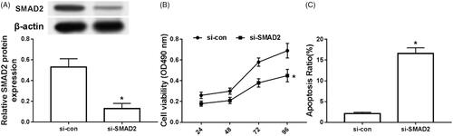 Figure 5. Silencing SMAD2 inhibited chondrocyte proliferation and induced apoptosis. (A) effect of silencing SMAD2 on the expression of SMAD2 in chondrocytes; (B) effect of silencing SMAD2 on chondrocyte proliferation; (C) effect of silencing SMAD2 on chondrocyte apoptosis *p < .05.