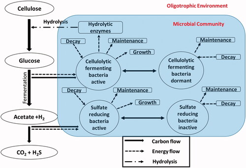 Figure 1. Consortium of cellulolytic fermenting microorganisms and sulfate-reducing bacteria carrying out the complete degradation of cellulose under anaerobic conditions.