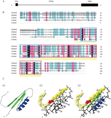 Figure 3. Genome, protein sequences and 3D Structures characterization of Manihot esculenta Crantz MinE. (A) Organization of Manihot esculenta Crantz MinE (JN936177.1) genomic structure. Exons are shown as black boxes and introns are shown as black lines. (B) Manihot esculenta Crantz MinE protein sequence (MeMinE, AFC37489.1) with the corresponding sequences of Hevea brasiliensis (HbMinE, XP_021685230.1), Arabidopsis thaliana (AtMinE, BAB79236), Chlamydomonas reinhardtii (CrMinE, ABK56835), and Escherichia coli (EcMinE, AAB59063). The black underlining indicates the putative signal peptide. The yellow underlining and yellow double-underlining indicate AMD (anti-MinCD domain) and TSD (topological specificity domain) in E. coli MinE, respectively. The N-terminal domain sequence is shown in the blue box, and the C-terminal domain sequence is shown in the red box. Black highlight, sky blue highlight, and magenta highlight indicate that homologous sequences have similarities of 100%, greater than 75%, and greater than 50%, respectively. (C) Predicted three-dimensional (3D) structure model of MeMinE. C1 is the predicted 3D structure models of MeMinE. C2 is the functional domains. The spherical area and rod area indicate AMD (anti-MinCD domain) and TSD (topological specificity domain) in E. coli MinE, respectively. The red area is implicated in MinE-membrane interaction. C3 is the fusion of C1 and C2.